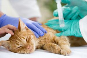 Toxoplasmose du chat, quel risque pour l'homme ?