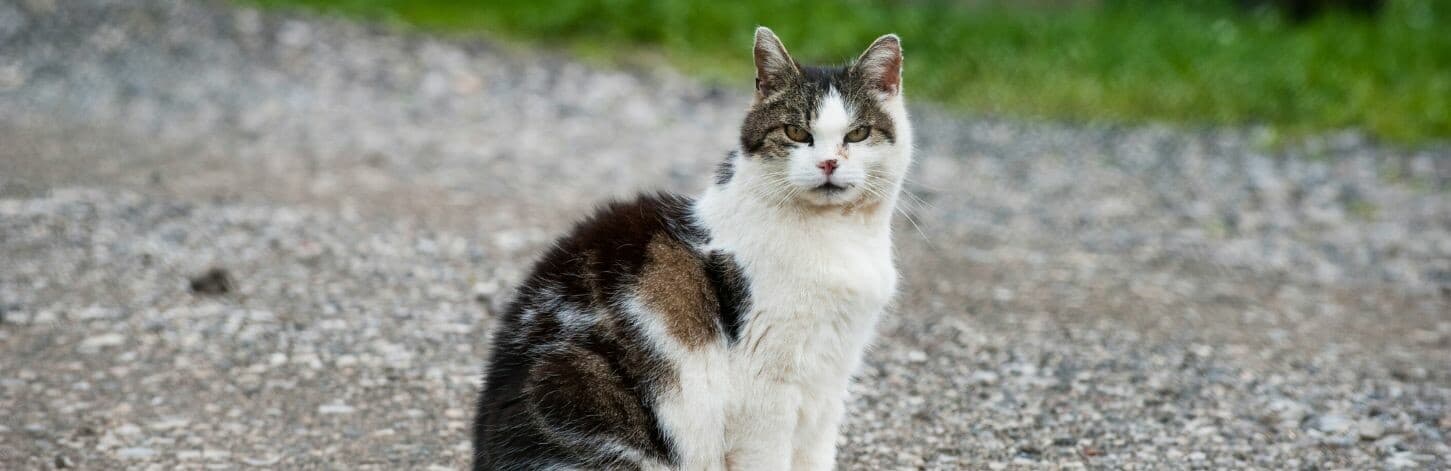 Se préparer au décès de son chat