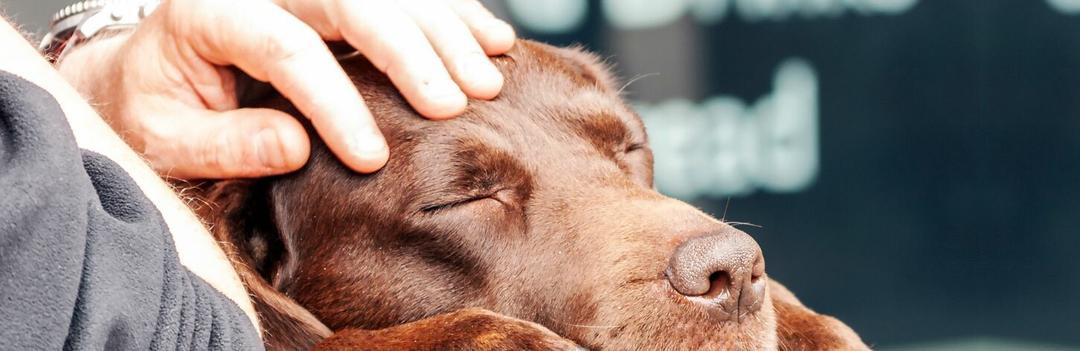 Comment rassurer un chien stressé chez le vétérinaire ?