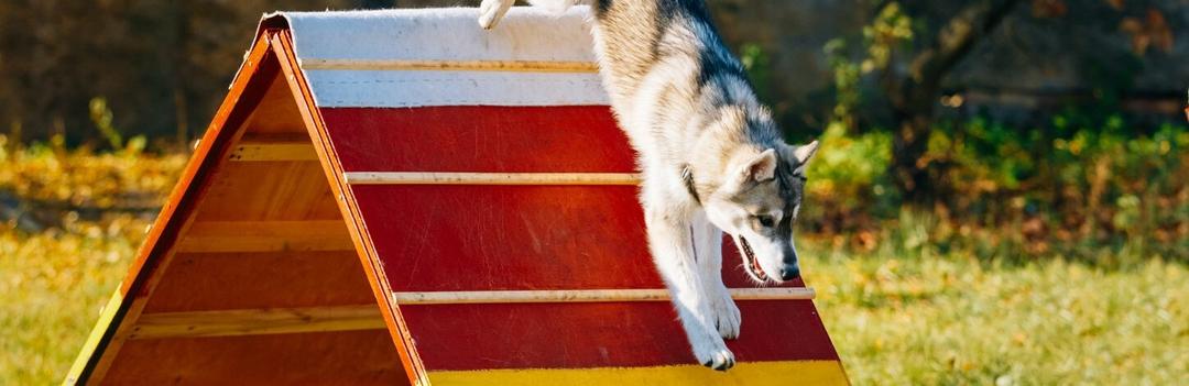 L'agility, ou comment éduquer son chien de façon ludique