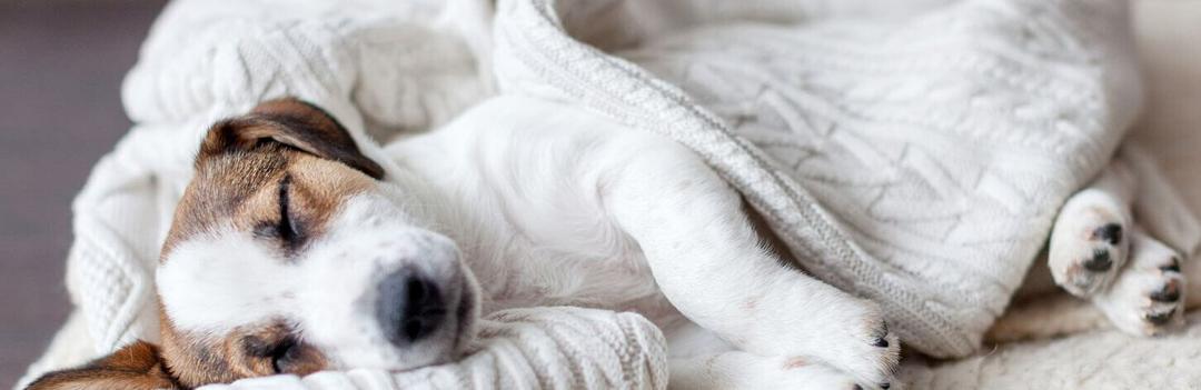 Des lits de luxe pour les chiens