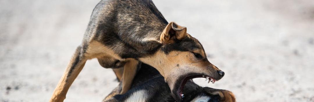 En quoi consiste le projet de loi sur les chiens dangereux ?