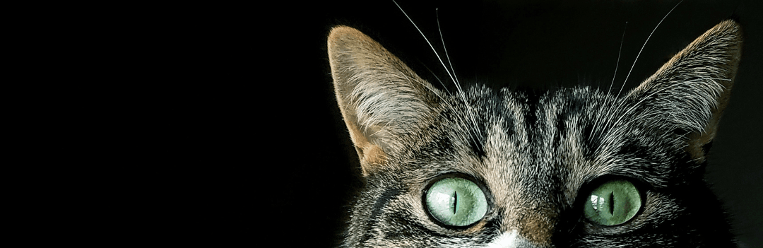 Un chat avec de gros yeux