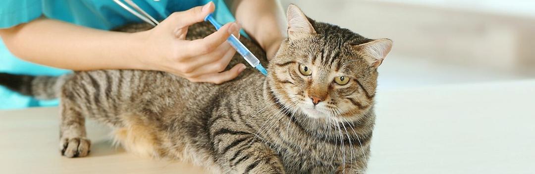 Tout savoir sur le vaccin du chat