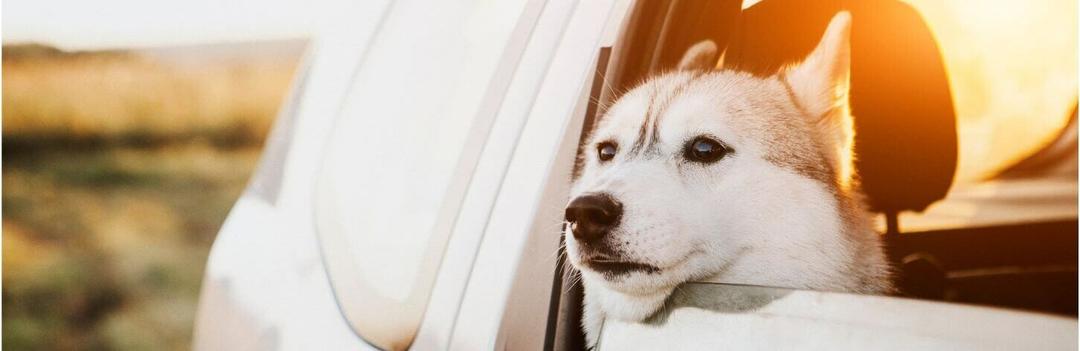 Comment se déplacer en vacances avec votre chien?