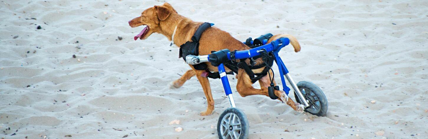 Les solutions pour un chien souffrant de dysplasie