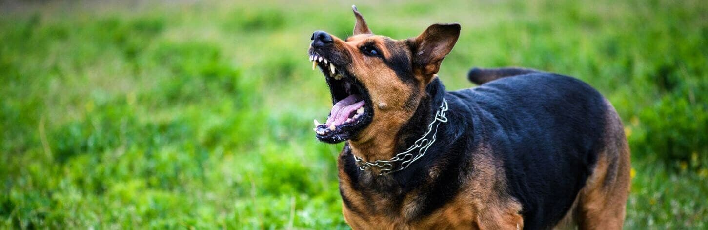 Comportements inquiétants chez le chien