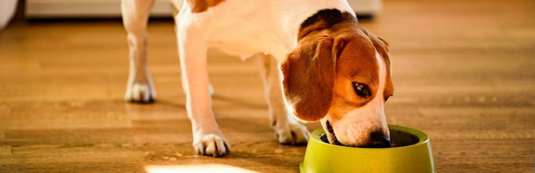 Choisir le mode de nourriture de votre chien