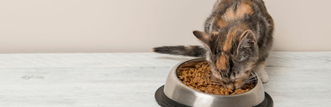 Quel est le meilleur choix pour nourrir son chat: les croquettes ou la pâtée ?