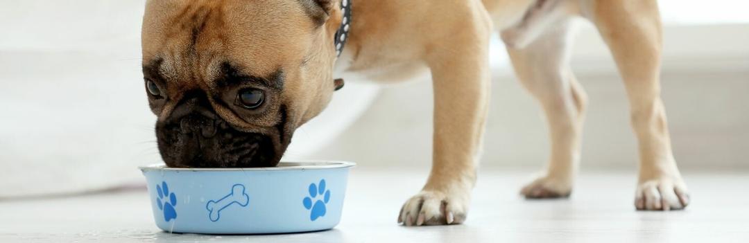 Quels sont les aliments dangereux pour les chiens ?