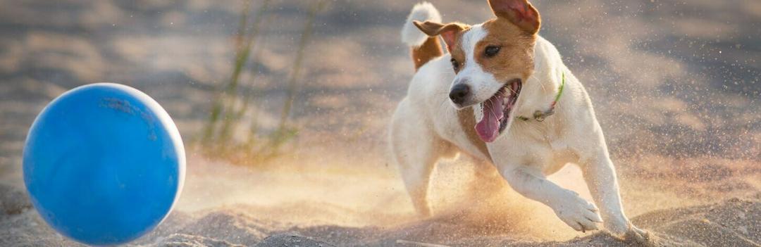 Jack Russell Terrier: fiche de race