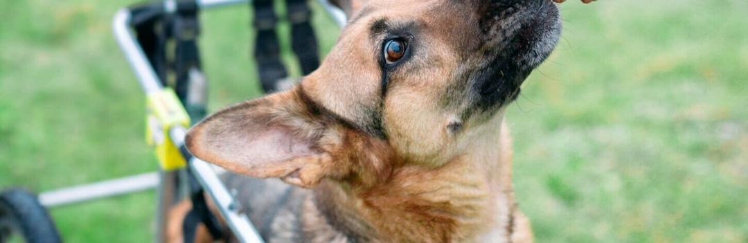Adopter et vivre avec un chien handicapé : nos conseils