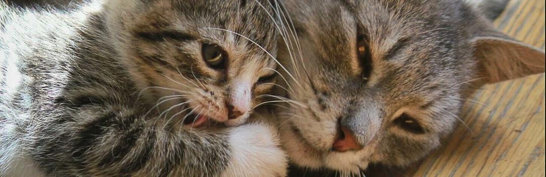 Cohabitation entre un chat adulte et un chaton - Comment faire ?