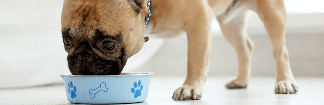 Peut-on nourrir son chien uniquement avec des croquettes ?