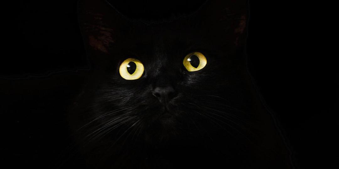 Gros chat noir