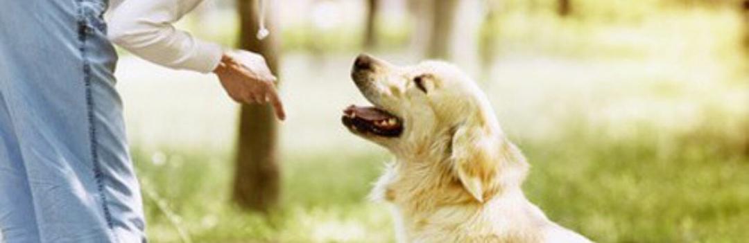 Enseigner à votre chien l'obéissance au rappel, partie 2