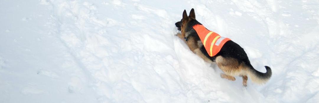 Découvrez le chien d'avalanche en montagne