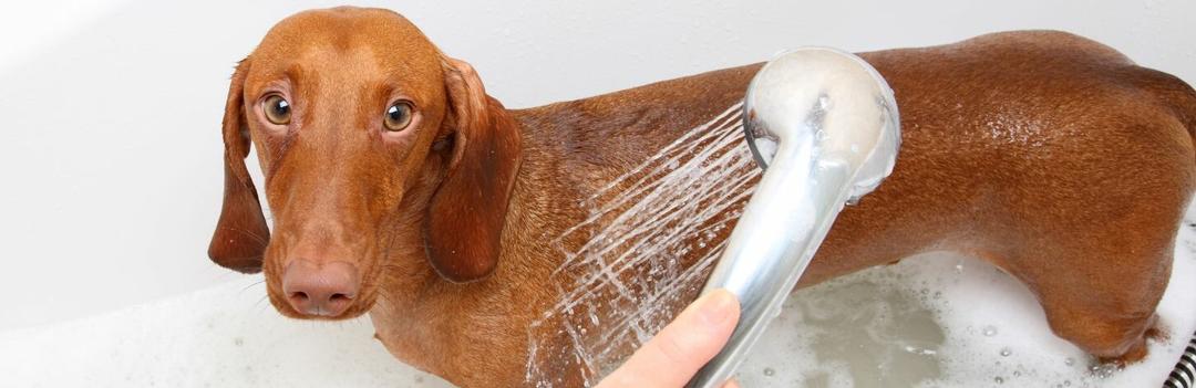 À quelle fréquence peut-on laver son chien sans danger pour lui?