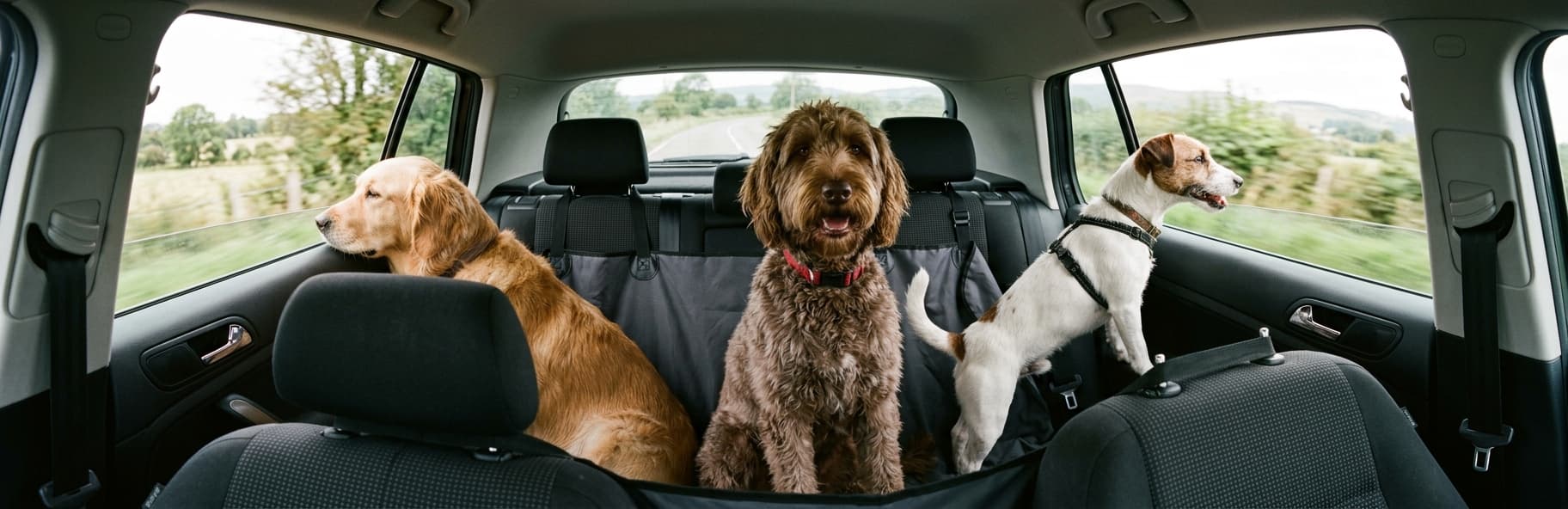 Comment équiper un véhicule pour transporter trois chiens en sécurité ?