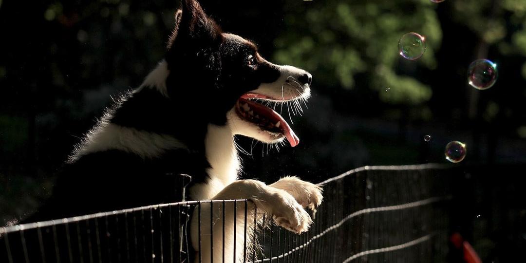 Quelle hauteur de clôture pour un chien ?