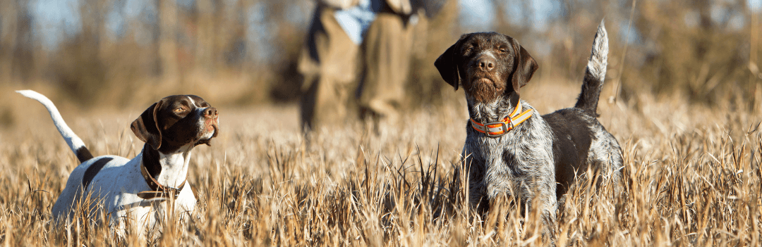 Bien choisir la race de son chien de chasse selon son activité ?