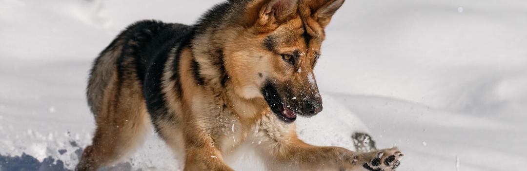 Les chiens ont-ils froid: rhume, grippe...