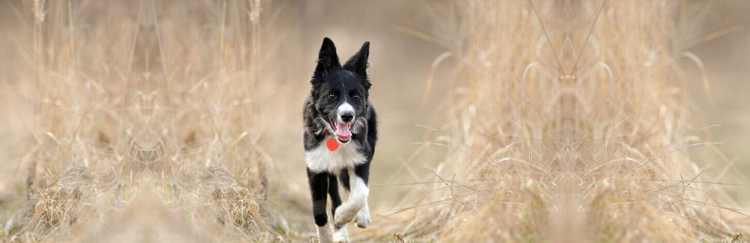Le chien fugueur, astuce et compréhension