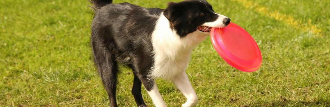 Activité avec son chien : le cani-frisbee