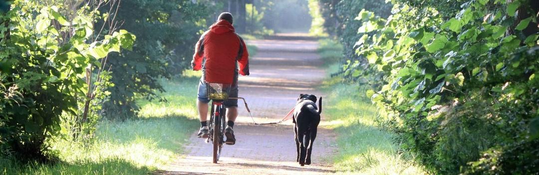 Faire du vélo sans danger avec votre chien