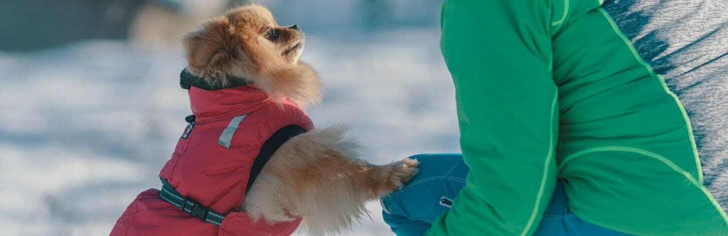 Manteau pour chien - Black Friday 2022