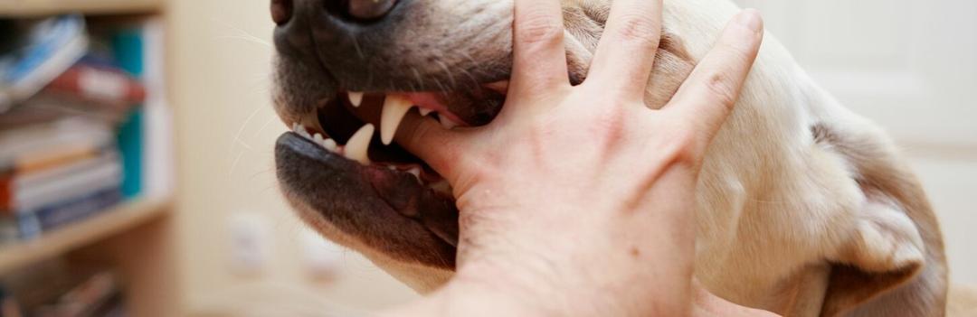 Responsabilité de votre assurance en cas de morsure d'un passant par votre chien