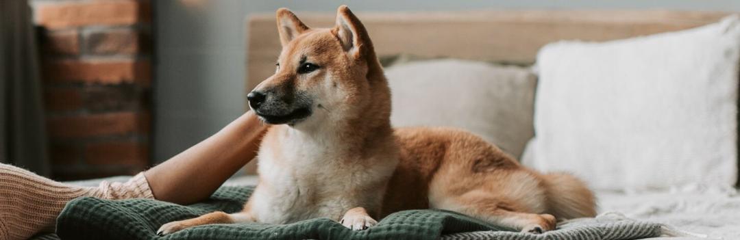 Tout savoir sur les chiens détecteurs de punaise de lit