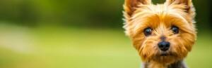 Silky Terrier: fiche de race