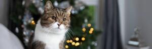 Noël : les chiens et chats ont aussi droit à leurs cadeaux !
