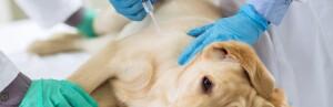 Castration du chien ou évaluer le choix d'une stérilisation