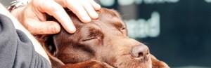 Comment rassurer un chien stressé chez le vétérinaire ?