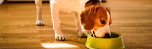 Nourriture et boisson de votre chien