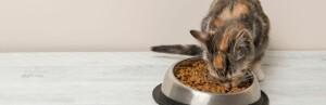Les croquettes comme alimentation pour chat castré ou stérilisé