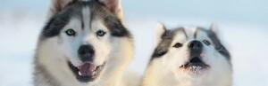 Siberian Husky: fiche de race
