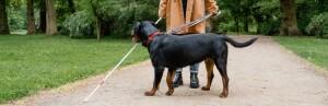 Les chiens guides d'aveugles : mode d'emploi