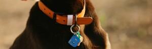L'utilisation d'un collier pour le dressage d'un chien