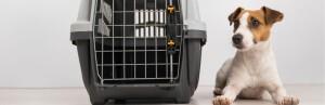 Cage de transport : partir en vacances avec son animal