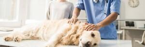 Cancer du foie chez le chien, une maladie agressive