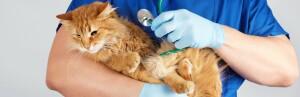 Biseptine pour chat : comment nettoyer et soigner les plaies ?