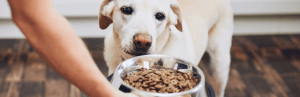 Changer l'alimentation de son chien