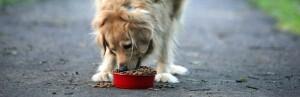 Surveiller l'alimentation de son chien