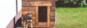 Comment choisir la taille de la niche pour son chien?