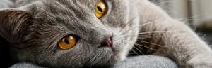 Les soins des yeux, des oreilles et de la bouche du chat