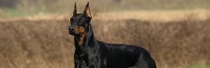 Le Dobermann : un chien de guerre