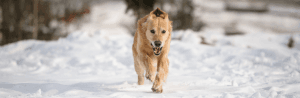 Top 5 des dangers de l'hiver pour votre chien